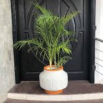 Citron Floor Planter – Best Floor Planter